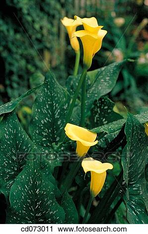 Stock Image - Calla Lily (Zantedeschia sp. ). Fotosearch