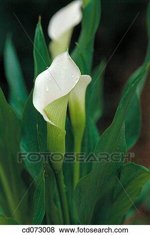 Calla Lily (Zantedeschia sp. ) View Large Photo Image Stock Photo - Calla Lily (Zantedeschia sp. ). Fotosearch
