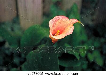 Calla Lily (Zantedeschia sp. ) View Large Photo Image Stock Photography - Calla Lily (Zantedeschia sp. ). Fotosearch