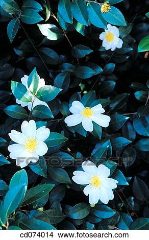 Picture - Camellia sasanqua? Cleopatra?. Fotosearch