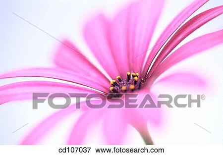 Cape Marigold (Dimorphoteca hybr. ) View Large Photo Image Stock Photo - Cape Marigold (Dimorphoteca hybr. ). Fotosearch