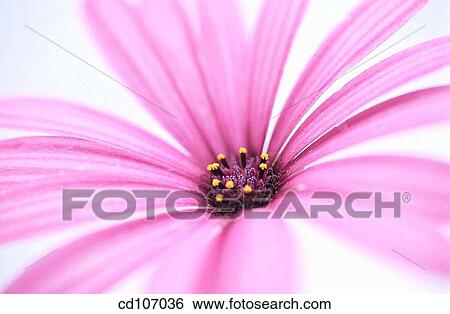 Cape Marigold (Dimorphoteca hybr. ) View Large Photo Image Stock Photograph - Cape Marigold (Dimorphoteca hybr. ). Fotosearch
