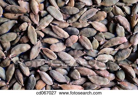 Cardamom tree seeds View Large Photo Image Stock Photo - Cardamom tree seeds. Fotosearch