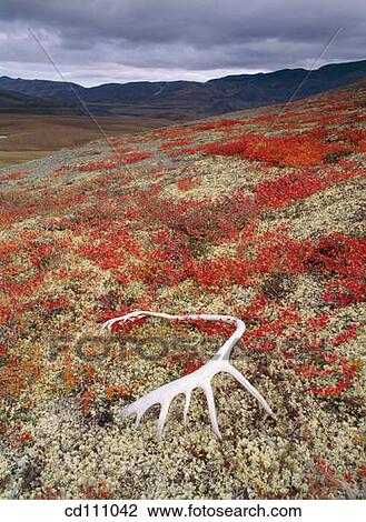 Caribou antlers at fall in tundra. Richardson Mountains. Northwest Territory. Canada View Large Photo Image Stock Image - Caribou antlers at fall in tundra. Richardson Mountains. Northwest Territory. Canada. Fotosearch