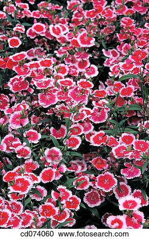 Carnation (Dianthus? Flora lace picotee? ) View Large Photo Image Stock Image - Carnation (Dianthus? Flora lace picotee? ). Fotosearch