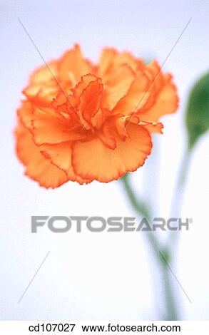 Carnation View Large Photo Image Stock Photo - Carnation. Fotosearch