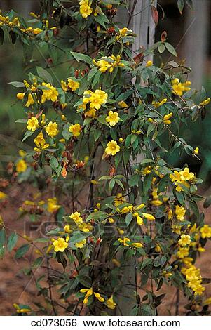 Carolina Jasmine (Gelsemium sempervirens) View Large Photo Image Stock Photograph - Carolina Jasmine (Gelsemium sempervirens). Fotosearch