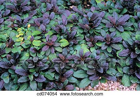 Carpet bugleweed, Common bugleweed (Ajuga reptans) View Large Photo Image Picture - Carpet bugleweed, Common bugleweed (Ajuga reptans). Fotosearch