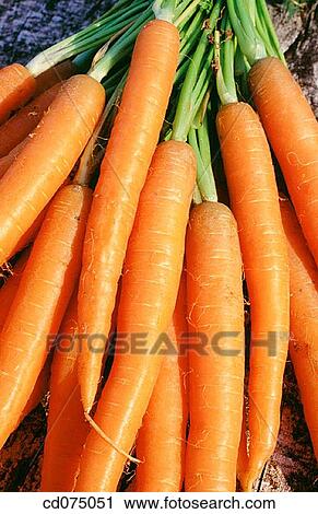 Carrots View Large Photo Image Stock Image - Carrots. Fotosearch