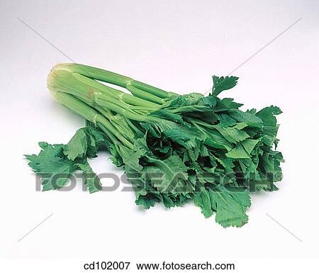 Celery View Large Photo Image Stock Photo - Celery. Fotosearch