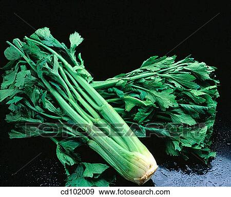 Celery View Large Photo Image Stock Photo - Celery. Fotosearch