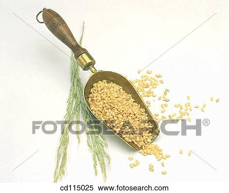 Stock Photography - cereals, Close-up, ear, food, grain. Fotosearch
