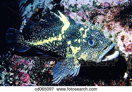 Stock Photo - China Rockfish (Sebastes nebulosus). Pacific Ocean.. Fotosearch