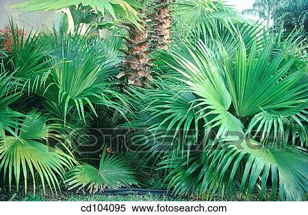 Chinese Fan Palm (Livistona chinensis) View Large Photo Image Stock Photography - Chinese Fan Palm (Livistona chinensis). Fotosearch