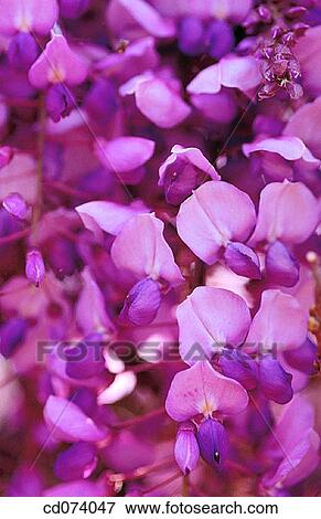 Chinese wisteria (Wisteria sinensis? Caroline? ) View Large Photo Image Stock Photo - Chinese wisteria (Wisteria sinensis? Caroline? ). Fotosearch