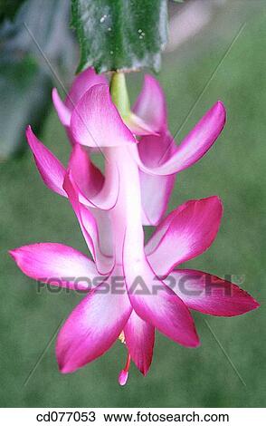 Christmas cactus (Schlumbergera bridgesii) View Large Photo Image Stock Image - Christmas cactus (Schlumbergera bridgesii). Fotosearch