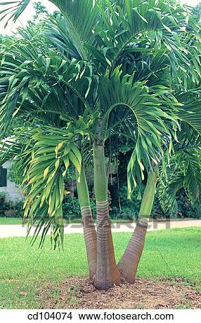Picture - Christmas Palm (Veitchia merrillii). Fotosearch