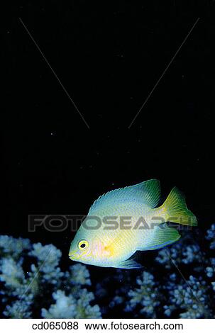 Chromis Fish. Indo-Pacific Ocean. View Large Photo Image Stock Photo - Chromis Fish. Indo-Pacific Ocean.. Fotosearch