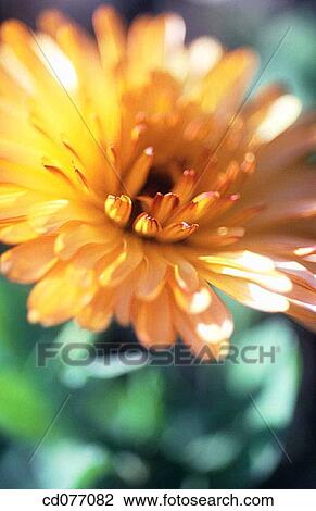 Stock Image - Chrysantemum. Fotosearch