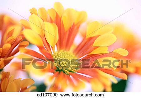 Chrysanthemum View Large Photo Image Stock Image - Chrysanthemum. Fotosearch