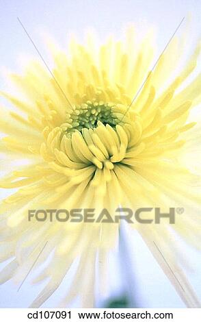 Chrysanthemum View Large Photo Image Stock Image - Chrysanthemum. Fotosearch