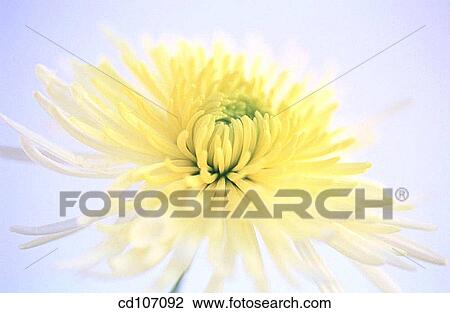 Chrysanthemum View Large Photo Image Stock Image - Chrysanthemum. Fotosearch