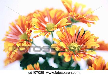 Chrysanthemum View Large Photo Image Stock Photo - Chrysanthemum. Fotosearch