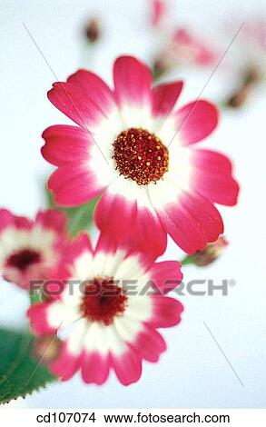 Cineraria (Cineraria hybr. ) View Large Photo Image Picture - Cineraria (Cineraria hybr. ). Fotosearch