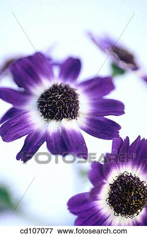 Cineraria (Cineraria hybr. ) View Large Photo Image Stock Photo - Cineraria (Cineraria hybr. ). Fotosearch