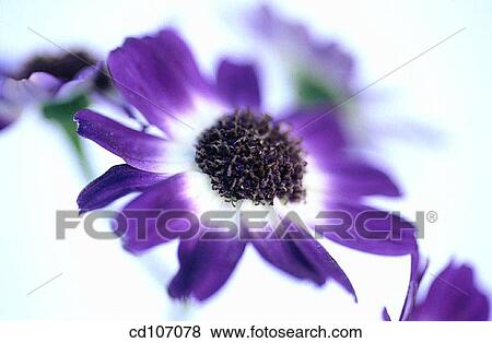 Cineraria (Cineraria hybr. ) View Large Photo Image Stock Photo - Cineraria (Cineraria hybr. ). Fotosearch