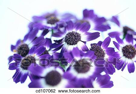 Cineraria View Large Photo Image Stock Image - Cineraria. Fotosearch