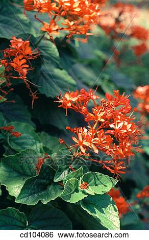 Stock Photograph - Clerodendrum. Fotosearch