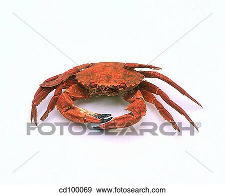 Close-up, Crab, Crabs, food View Large Photo Image Stock Photo - Close-up, Crab, Crabs, food. Fotosearch