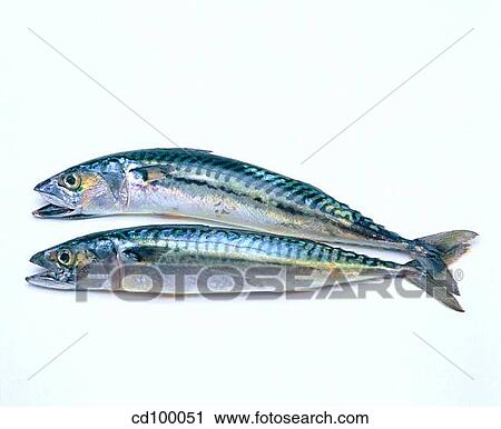 Close-up, cuisine, fish, food, fresh View Large Photo Image Stock Image - Close-up, cuisine, fish, food, fresh. Fotosearch