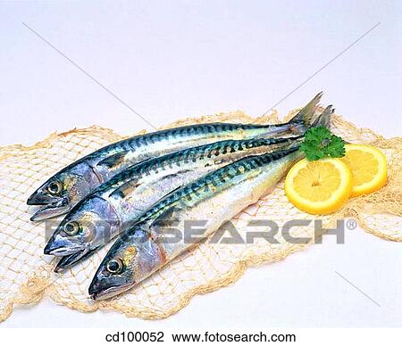 Close-up, cuisine, fish, food, fresh View Large Photo Image Stock Image - Close-up, cuisine, fish, food, fresh. Fotosearch