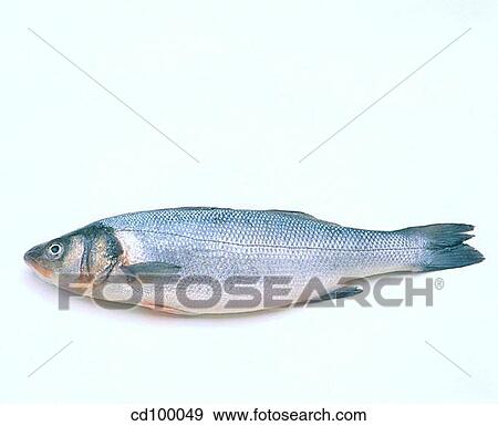 Close-up, cuisine, fish, food, fresh View Large Photo Image Stock Photo - Close-up, cuisine, fish, food, fresh. Fotosearch