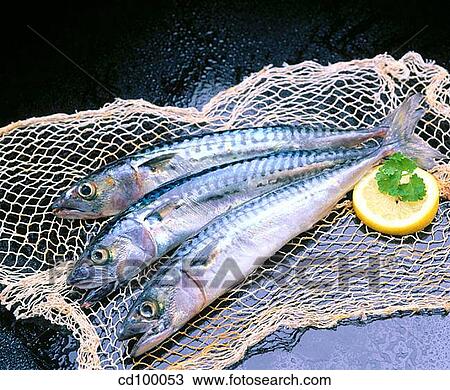Close-up, cuisine, fish, food View Large Photo Image Stock Image - Close-up, cuisine, fish, food. Fotosearch