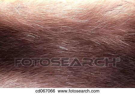 Stock Photograph - Coat. Fotosearch