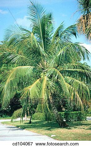 Coconut Palm (Cocos nucifera) View Large Photo Image Stock Photo - Coconut Palm (Cocos nucifera). Fotosearch
