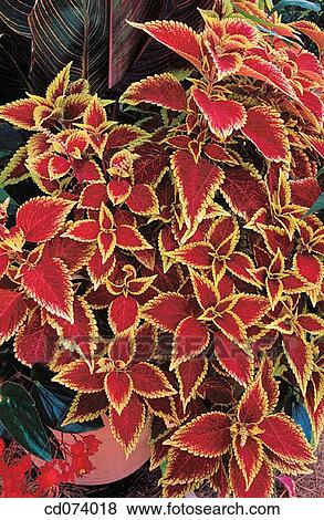 Coleus (Solenostemon scutellaroides) View Large Photo Image Stock Photo - Coleus (Solenostemon scutellaroides). Fotosearch