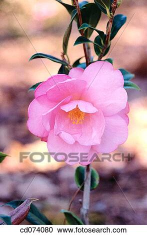Stock Image - Common camellia (Camellia japonica). Fotosearch