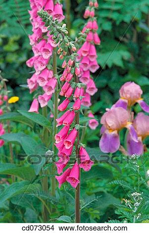 Common Foxglove (Digitalis purpurea) View Large Photo Image Picture - Common Foxglove (Digitalis purpurea). Fotosearch