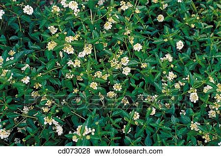 Common Lantana (Lantana camara), medicinal plant View Large Photo Image Stock Photo - Common Lantana (Lantana camara), medicinal plant. Fotosearch