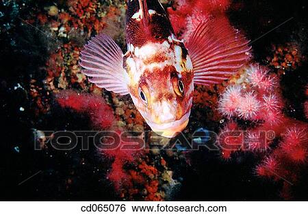 Copper Rockfish (Sebastes caurinus). Pacific Ocean. View Large Photo Image Stock Photograph - Copper Rockfish (Sebastes caurinus). Pacific Ocean.. Fotosearch