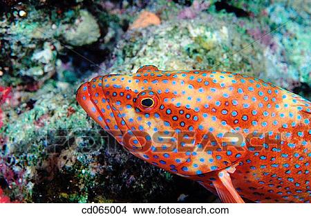 Coral Grouper (Cephalopholis miniata). Red Sea. Egypt. View Large Photo Image Picture - Coral Grouper (Cephalopholis miniata). Red Sea. Egypt.. Fotosearch