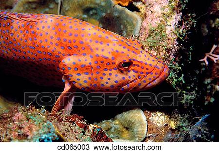 Coral Grouper (Cephalopholis miniata). Indo-Pacific Ocean. View Large Photo Image Stock Image - Coral Grouper (Cephalopholis miniata). Indo-Pacific Ocean.. Fotosearch