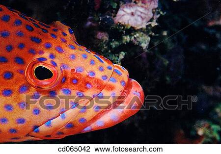 Coral Grouper (Cephalopholis miniata). Indo-Pacific Ocean. View Large Photo Image Stock Image - Coral Grouper (Cephalopholis miniata). Indo-Pacific Ocean.. Fotosearch