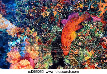 Coral Grouper (Cephalopholis miniata). Maldive Islands. View Large Photo Image Stock Image - Coral Grouper (Cephalopholis miniata). Maldive Islands.. Fotosearch