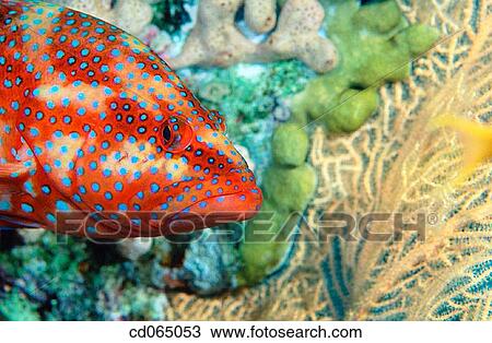 Coral Grouper (Cephalopholis miniata). Red Sea. Egypt. View Large Photo Image Stock Image - Coral Grouper (Cephalopholis miniata). Red Sea. Egypt.. Fotosearch