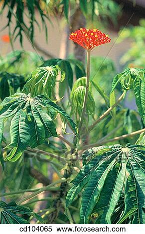 Coral Plant (Jatropha multifida) View Large Photo Image Stock Photography - Coral Plant (Jatropha multifida). Fotosearch